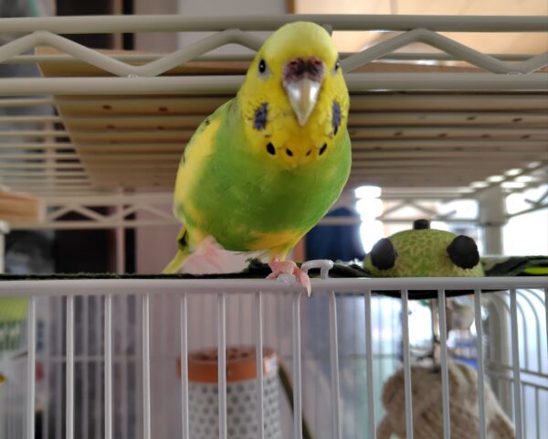 セキセイインコのラッキーの写真