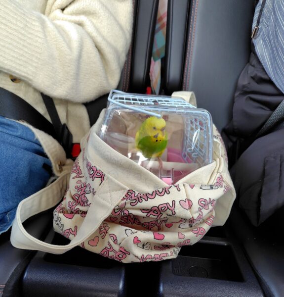 キャリーケースに入って、車に乗っているセキセイインコのラッキーの画像写真