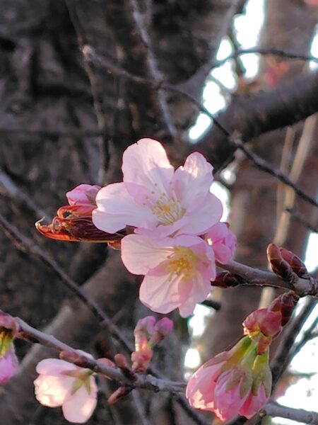 北海棒の桜の写真画像