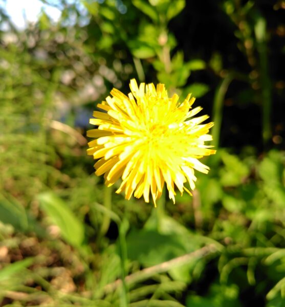 北海道に咲いているたんぽぽの画像写真