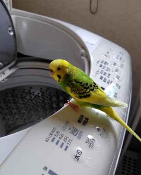 洗濯機にとまっているセキセイインコの写真