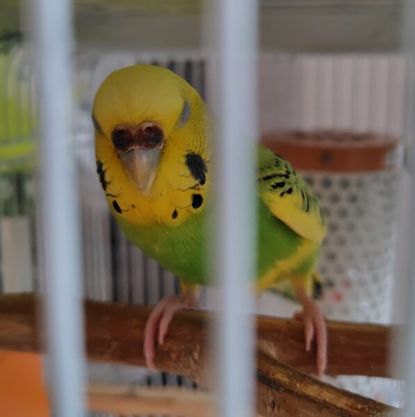 調子が悪かったときのセキセイインコの写真