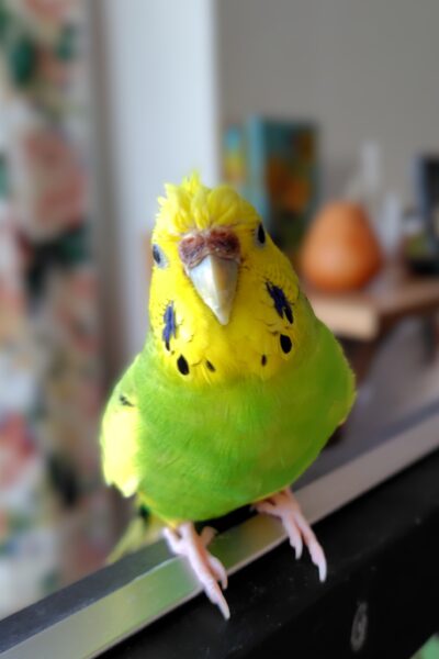 水浴びしたあとのセキセイインコの写真